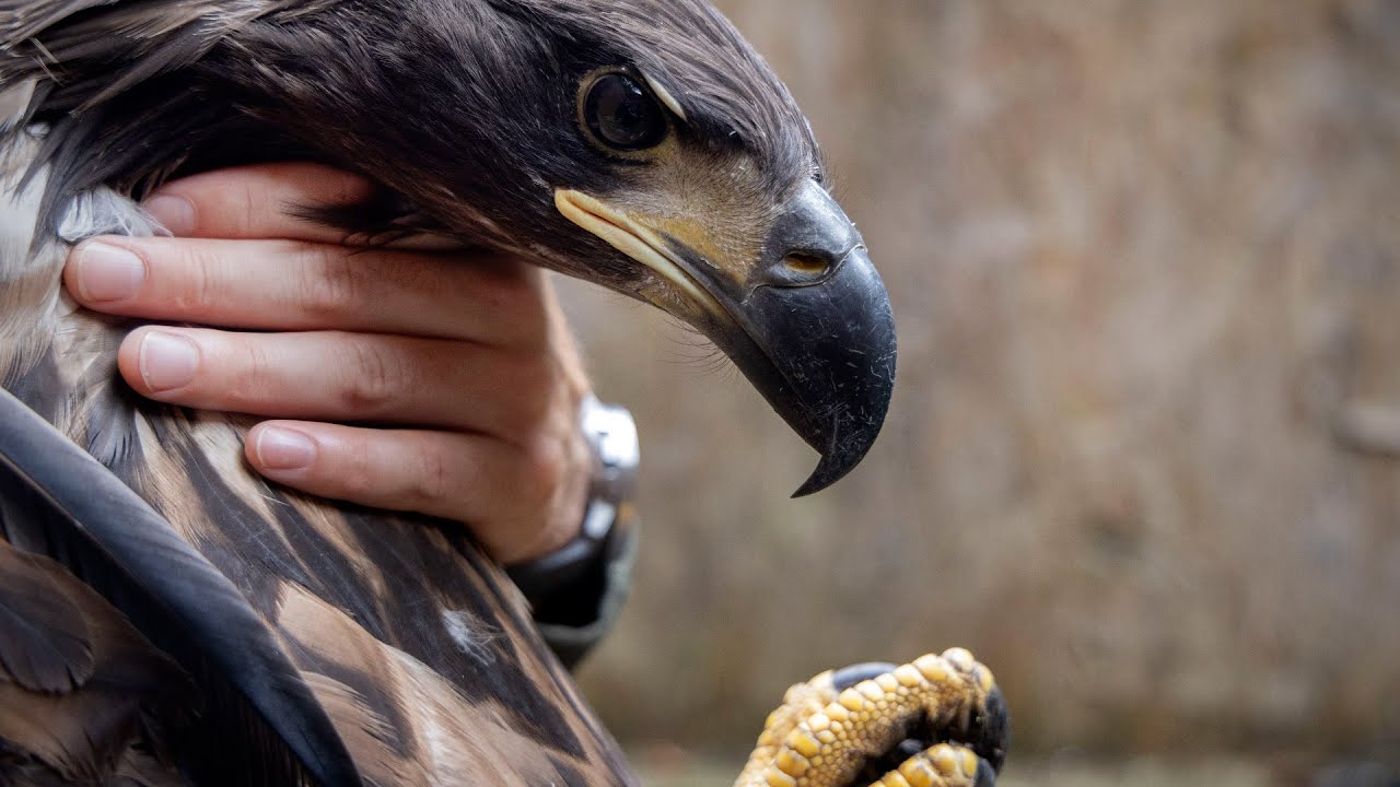 'Putting back nature that man eliminated': white-tailed sea eagles return to Ireland