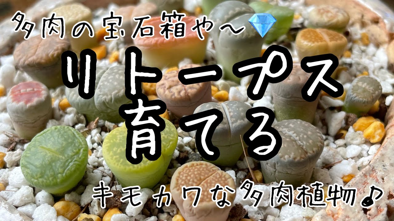 【多肉植物】キモかわな多肉、リトープスを育てる