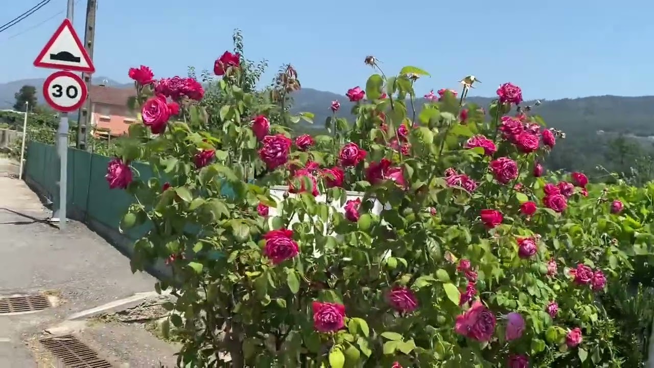 Camino Portugués desde Tui. 1ª etapa: Tui - Redondela.