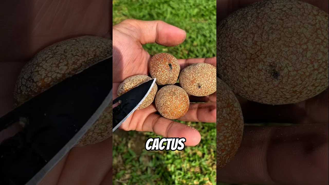 Пять самых сочных фруктов, выращенных на кактусах