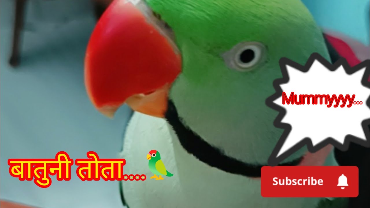 😘मम्मी मैं बुला रहा हूँ🦜🦜 Mummyyyyy main Kunnu...🦜😘 #cutebird #parrot #viralvideo #ytshorts