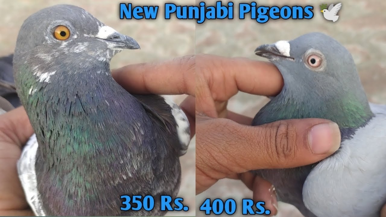 New Fancy Pigeon breeding 🕊️ Racing Pigeon sale