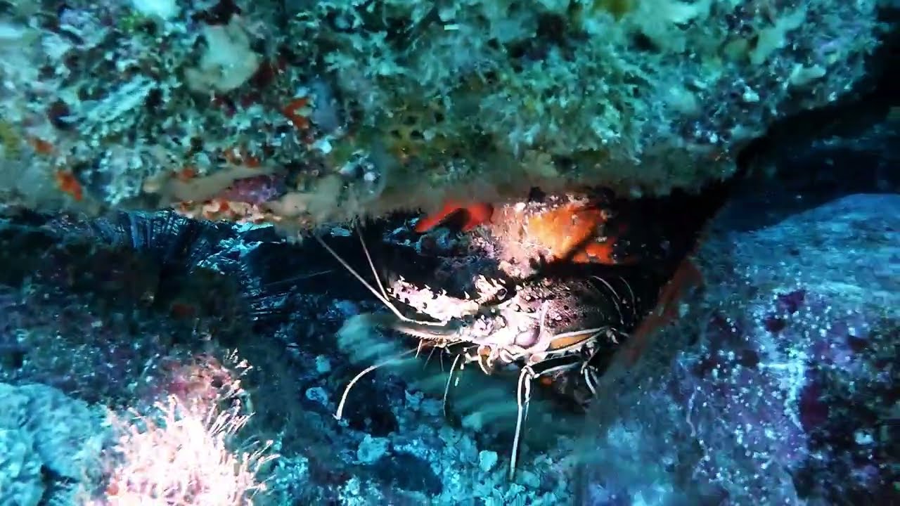 Diving in Cabo Verde, Mindelo, 25 03 2022