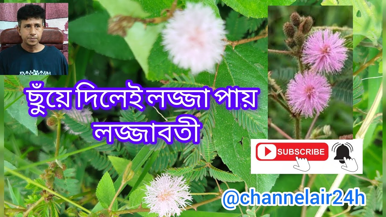 লজ্জাবতী ফুল Mimosa pudica 
