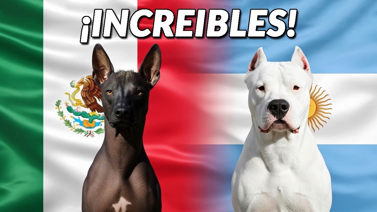11 Razas de Perros LATINOS que el Mundo Casi No Conoce