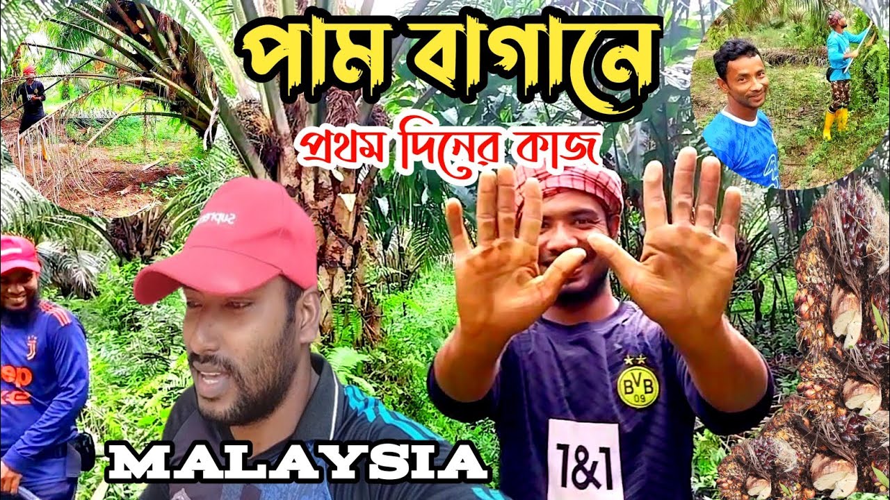পাম বাগানে প্রথম দিনের কাজ ও কষ্ট সম্পর্কে জানুন | কাজের জন্য পাম বাগানে স্বাধীনতা বেশি
