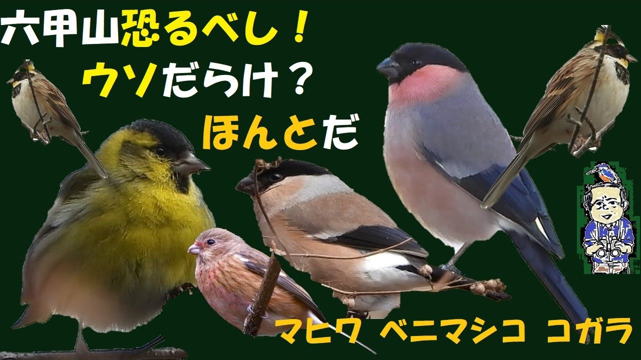 六甲山標高800m辺り、見たい鳥だらけ！！ウソ、コガラ、マヒワ、ベニマシコ、カヤクグリ、感激！うっちー探検発見ほっとけん、内山裕之 ,  野鳥観察