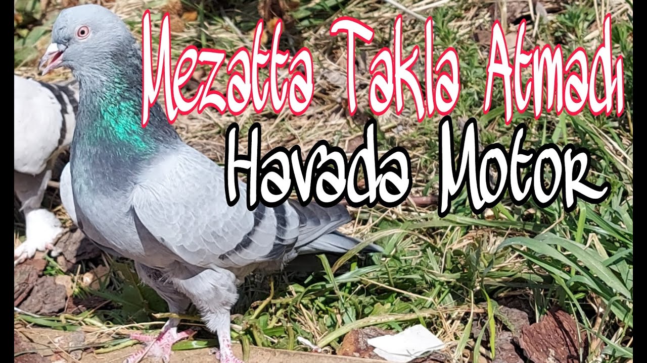 Mezatta Takla Atmadı, Havada Motor. Irak Çıplağı Oyun Kuşu. Paçasız Taklacı Güvercinler.
