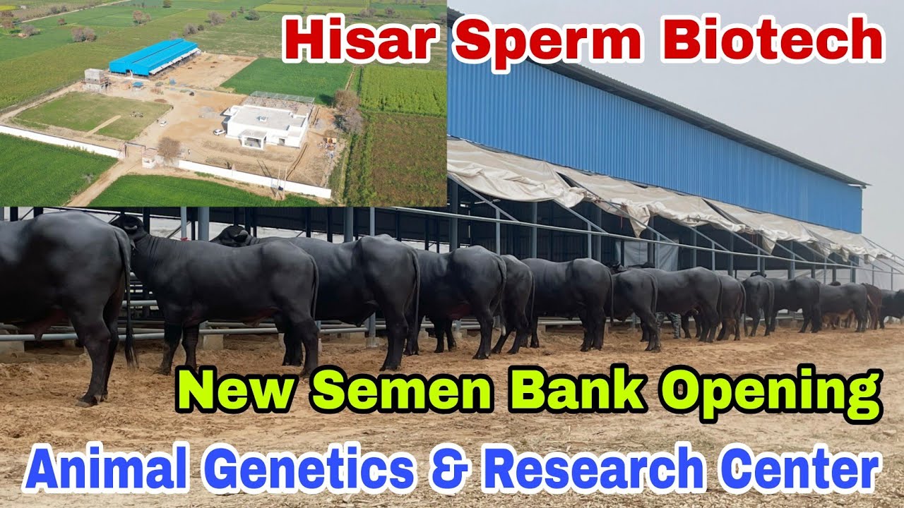 Animal Genetics & Research Center - Hisar Sperm Biotech (HSB) || Semen Bank with Best Bloodline Bull