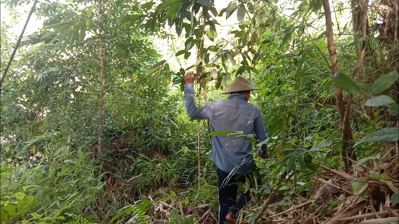 MENCARI REBUNG! BUAT DI SAYUR