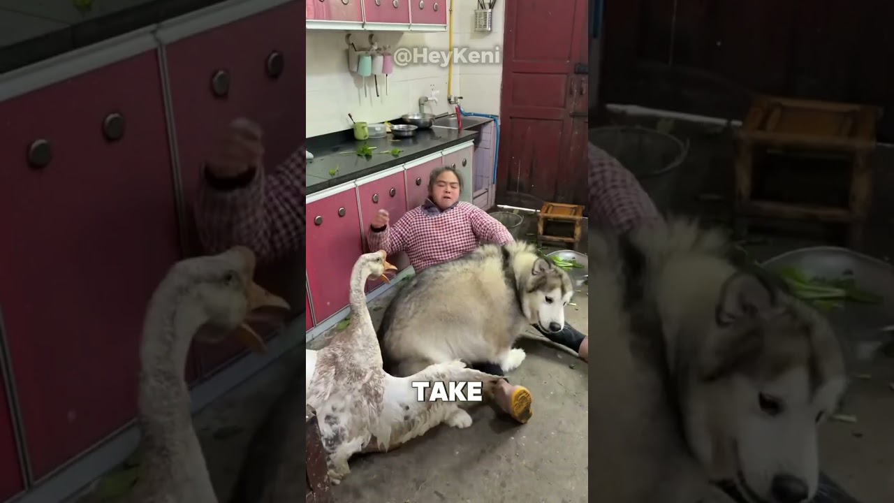 ЭТО БЫЛА ПЛОХАЯ ИДЕЯ 😳🦆🐶