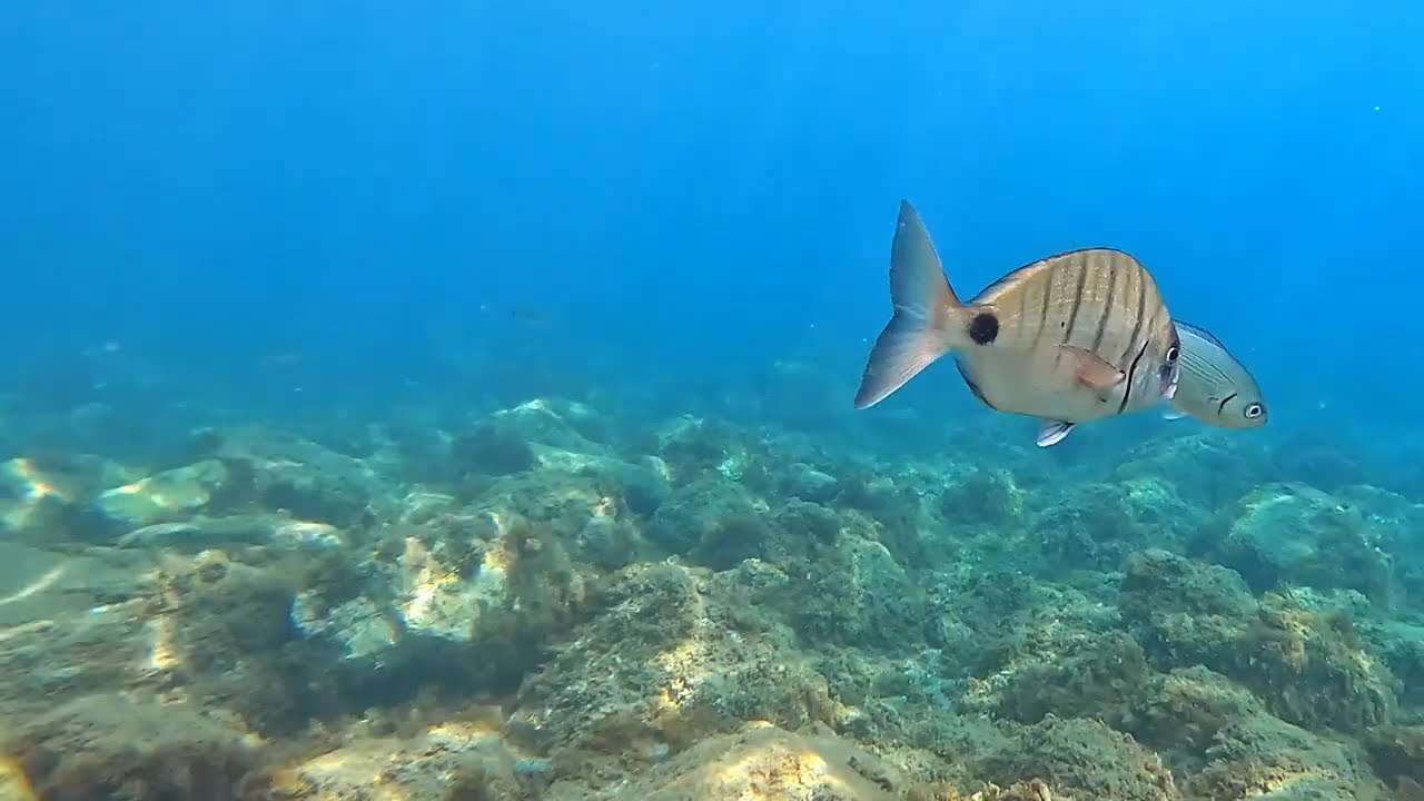 Diplodus sargus