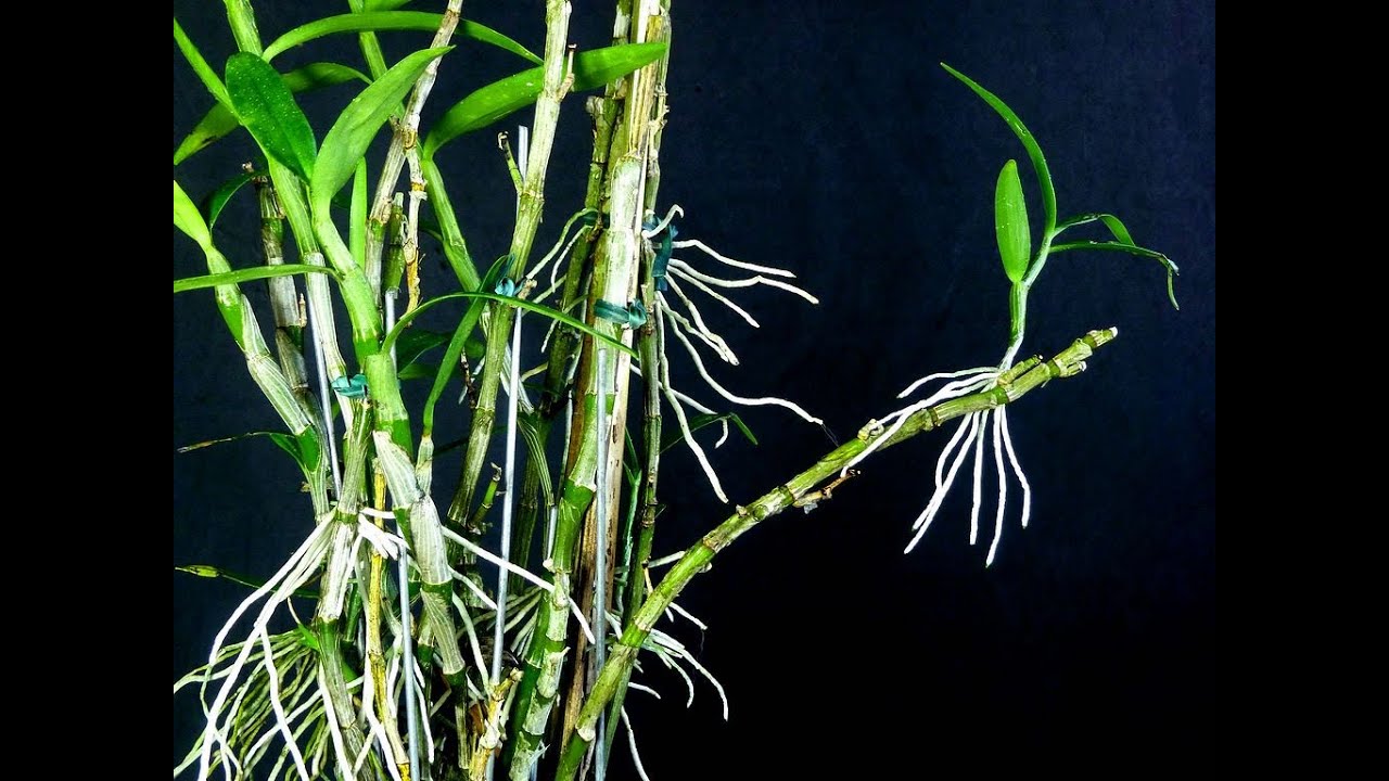 Dendrobium – parte 03 – plantio de mudas em vasos  – Carlos Keller – julho de 2020.