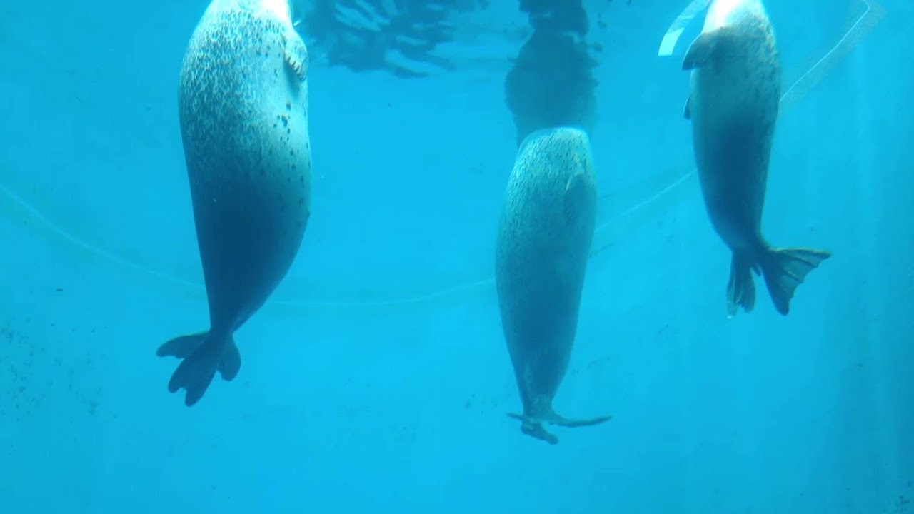 ゴマフアザラシ　水中で遊ぶジェットくん【男鹿水族館GAO】