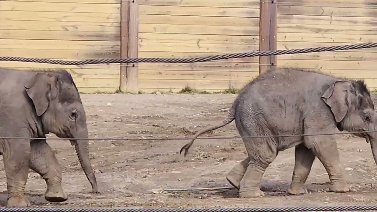 Baby Oliver investigates, tastes dirt