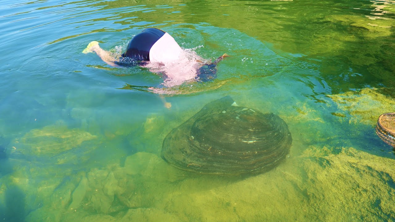 The girl desperately dragged the giant clam ashore, its pearl wealth was just too tempting