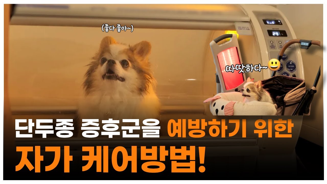 강아지 산소방에 온열치료까지?! 단두종증후군을 예방하기 위한 자가 케어방법 | 최고의수의사들
