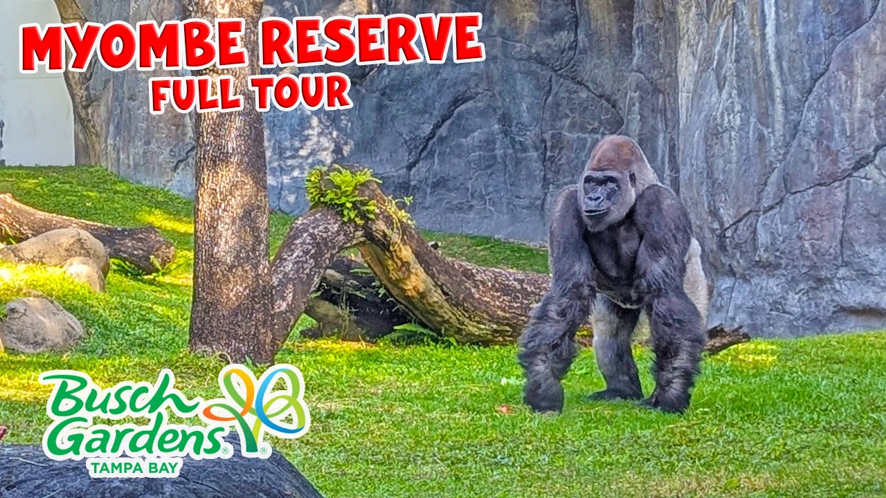 Myombe Reserve Gorillas and Chimpanzees Habitat at Busch Gardens Tampa Bay (Jan 2026) [4K]