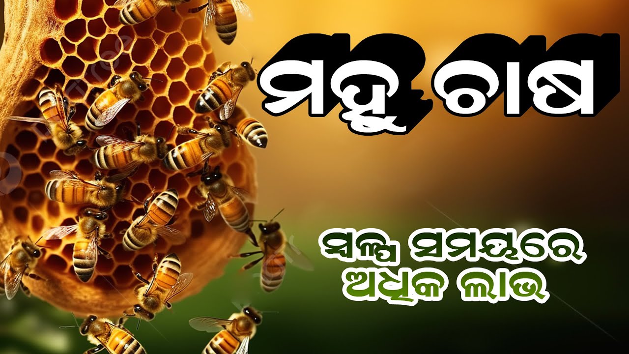 Secrets of Successful Bee Farming | ମହୁ ଚାଷ ସମ୍ପୂର୍ଣ ବିବରଣୀ 