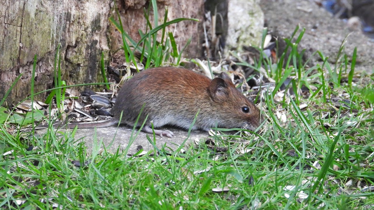 Die R&ouml;telmaus - zu Besuch an der Vogelfutterstelle im Hausgarten