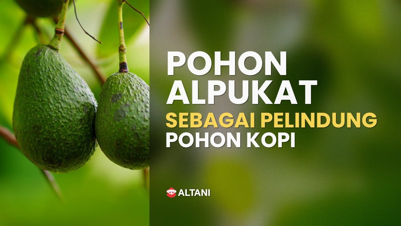 Pohon Alpukat sebagai Pelindung Pohon Kopi