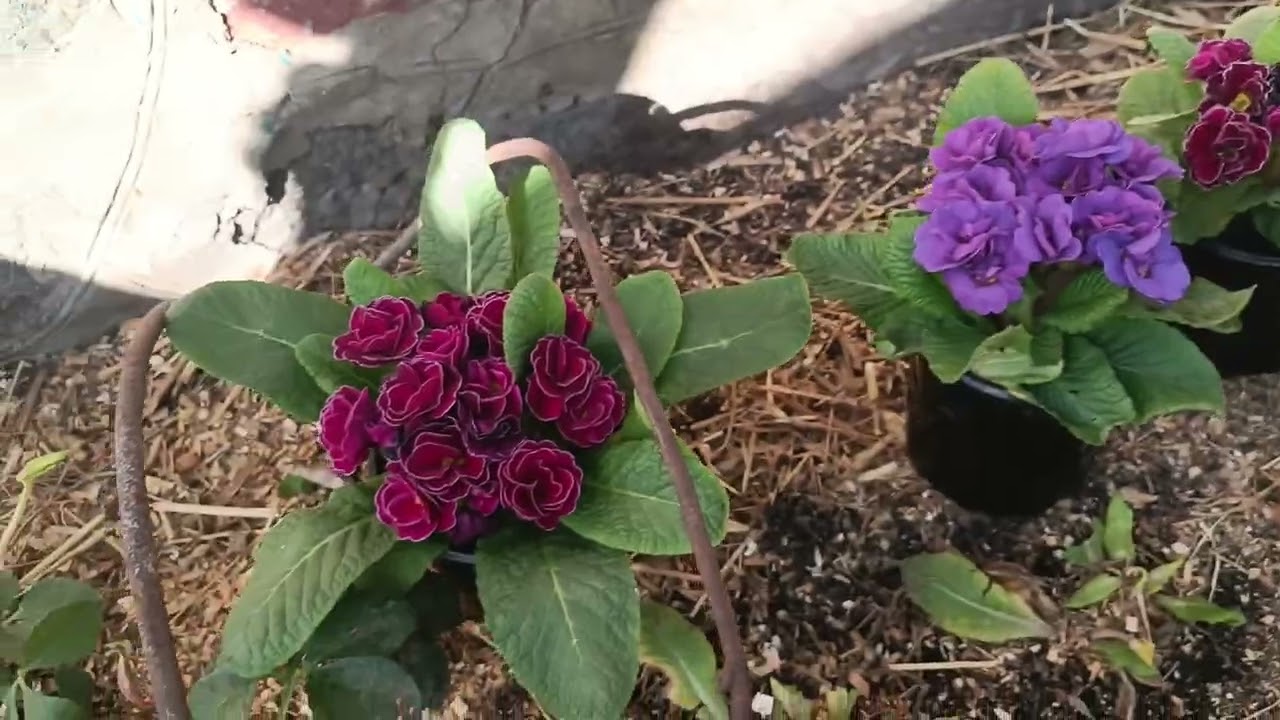 🥰У МЕНЕ БЕЗЛАД і ЖАХІТТЯ - але ПЕРЕЖИВЕМО!🥰