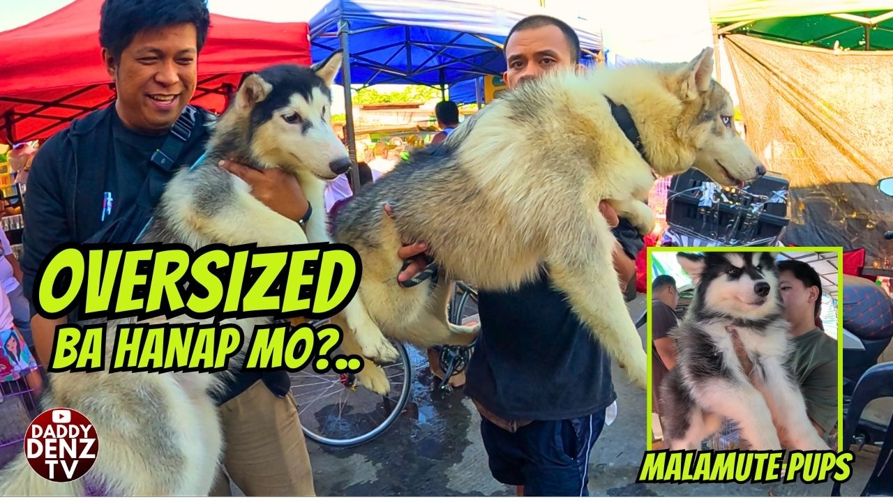 MGA HIGANTE NAGLABASAN.. / PT.2 MAR. 1 @GROTTO PETS & LIVESTOCK MARKET