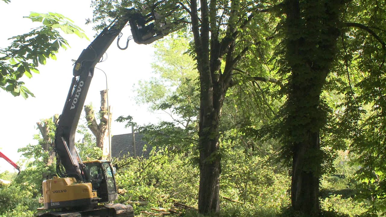 Oelegem vellen bomen Oelegemsesteenweg