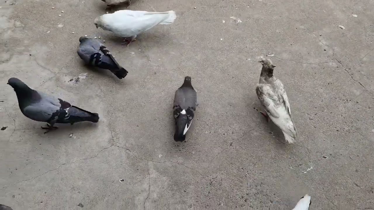 Madrasi Pigeons Baby Highflying // My Camera Focus 10x High Flying Pigeons // Kabutar //White