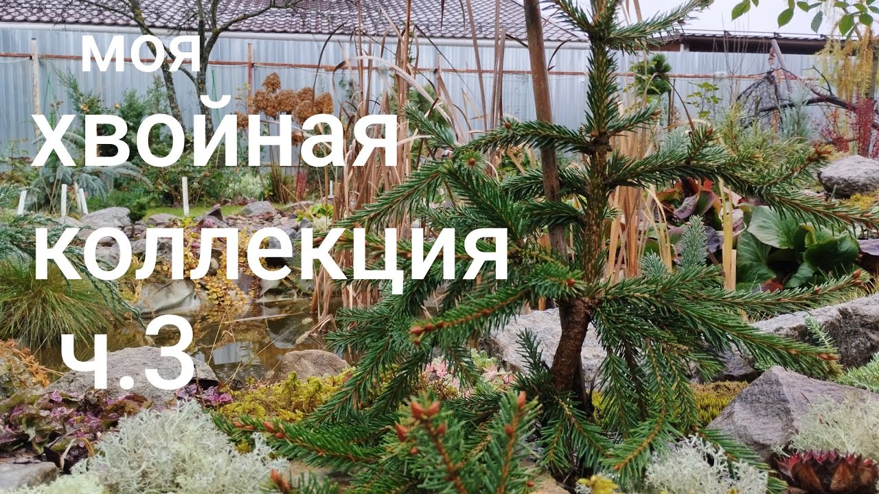 26.10.25# прогулка по хвойным#