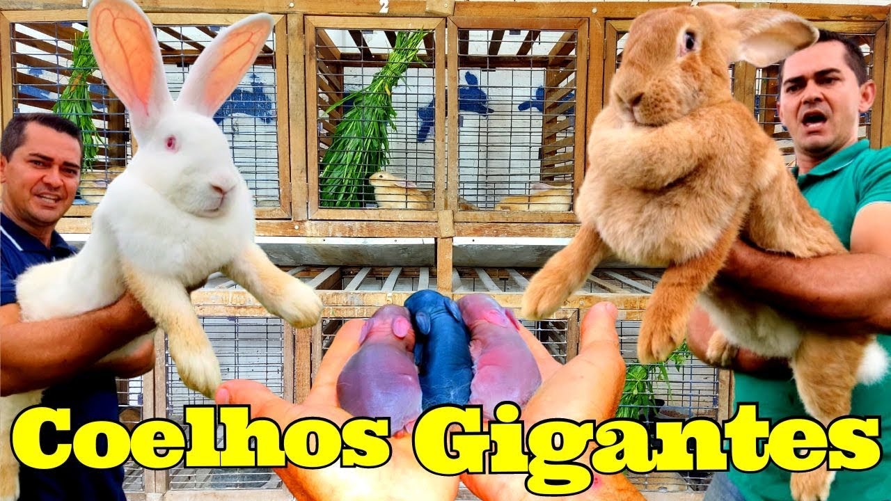 Criação de Coelhos Gigantes