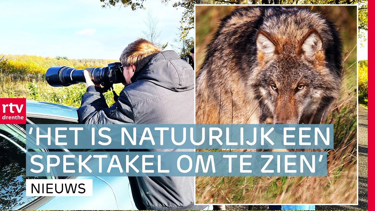 Wolvenspotters naar Drents Friese Wold & legt vislood het loodje? | RTV Drenthe
