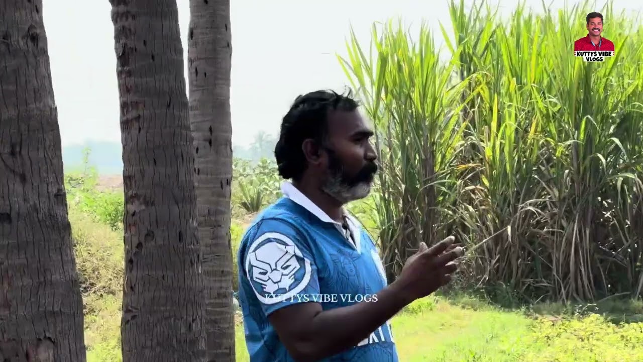 மக்காச்சோளம் ஒரு ஏக்கருக்கு 80 ஆயிரம் லாபமா 😱 #kuttysvibevlogs #sankarankovil #farmerlife 