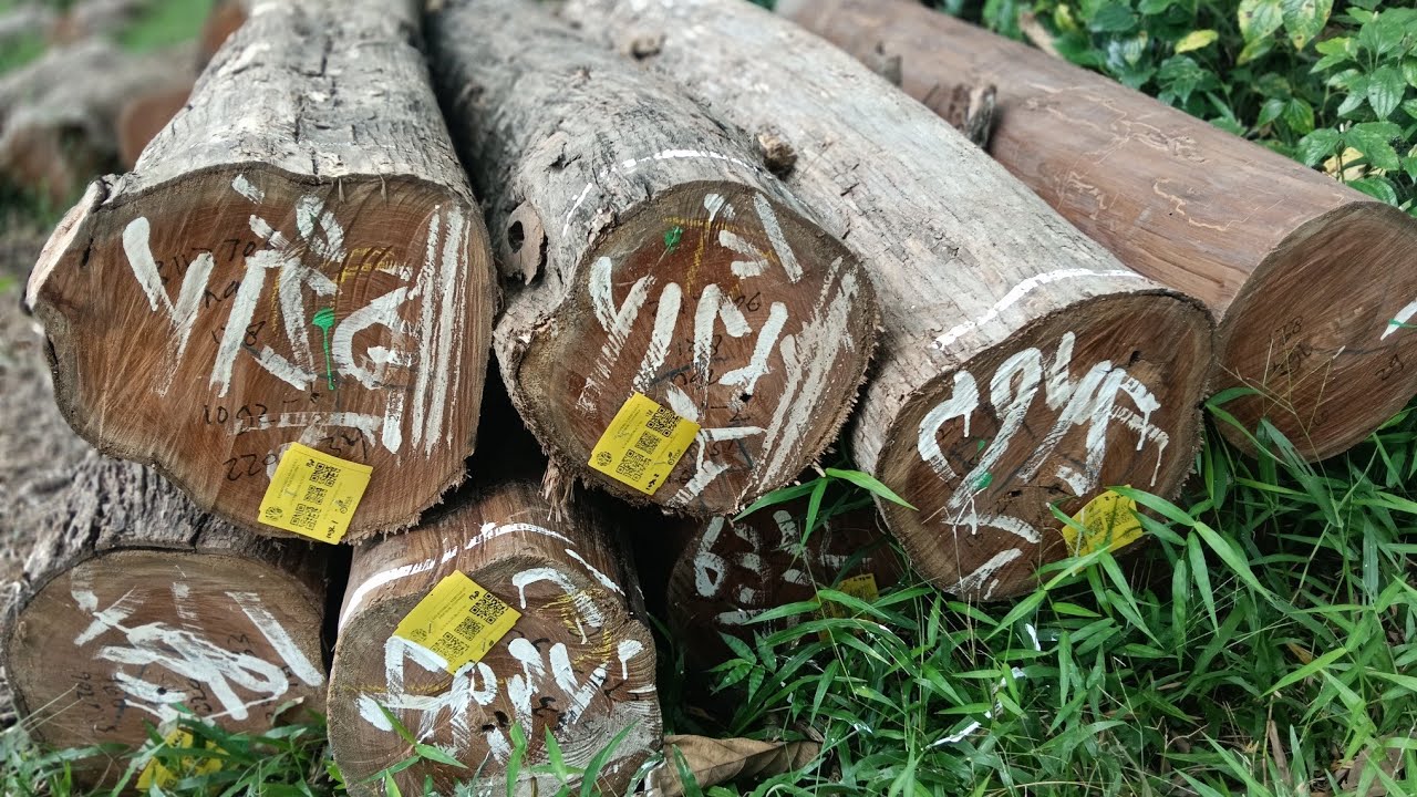 #Pencarian kayu jati Resmi#bahan kusen & papan#woodworking#glondong jati🇮🇩🇨🇳