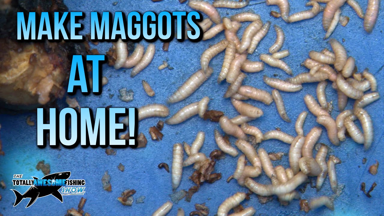 How to make Maggots at Home | TAFishing
