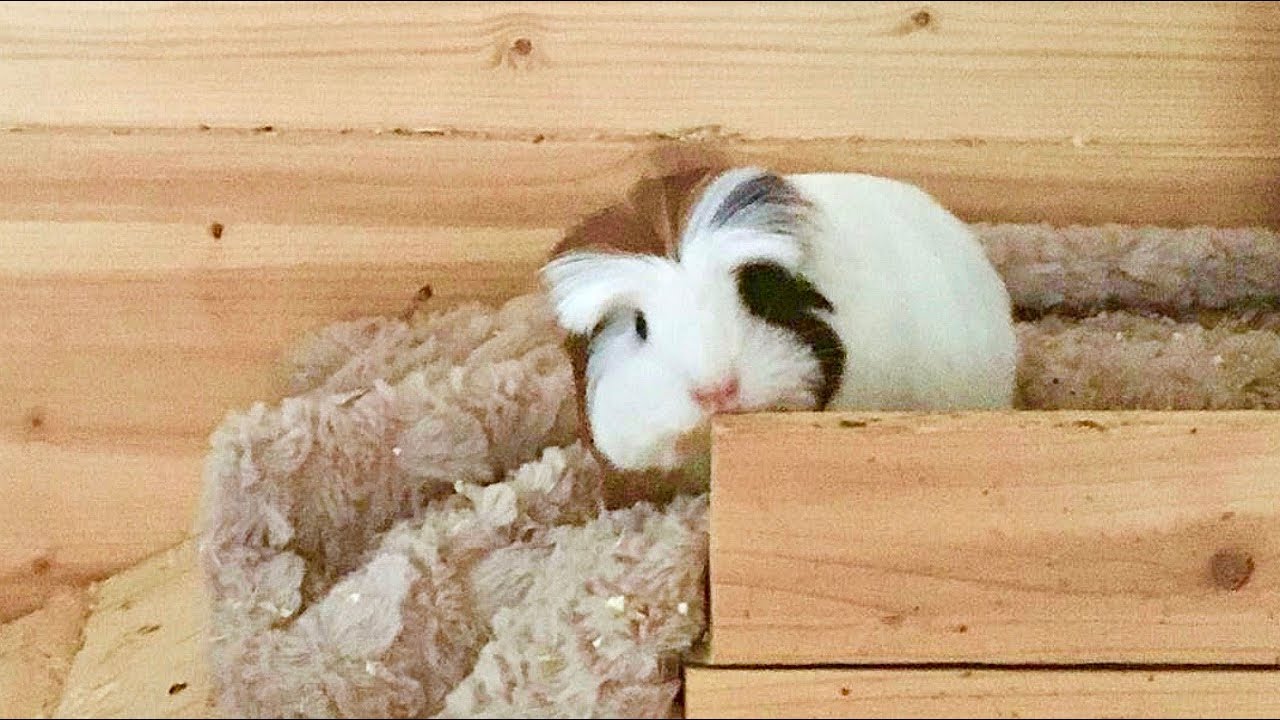 Meet Lulu | My Mum's New Baby Guinea Pig