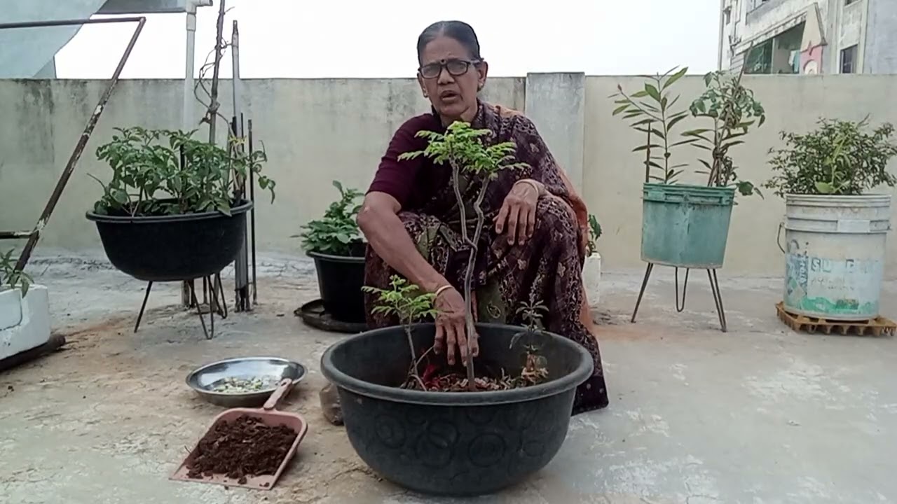 Karivepaaku chettu in my garden #karivepaku#plant#love#terracegarden#gardening@MVimala2025
