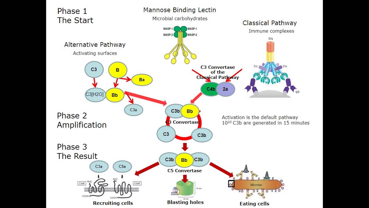 The Complement System Made Simple