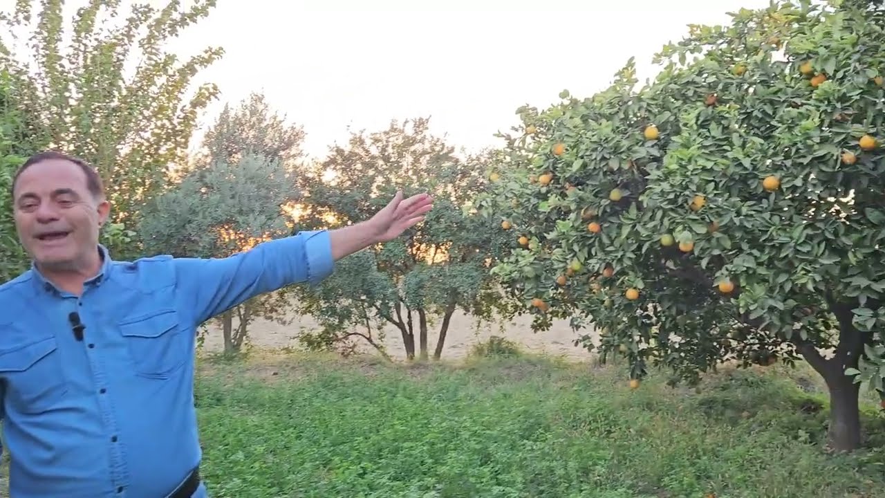 AYDIN'IN EN GÜZEL SATILIK BAHÇESİ 4160m2 TOPLAM 260 AĞAÇ ÇEŞİTLERİ SAYMAK İLE BİTMEZ !!