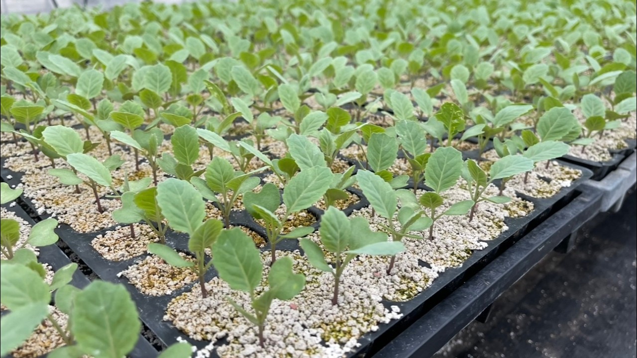 【ブロッコリー栽培】タネの早蒔きと苗の早植えは失敗します（栽培期間〜種まき〜水やり〜育て方のコツ）25/7/21