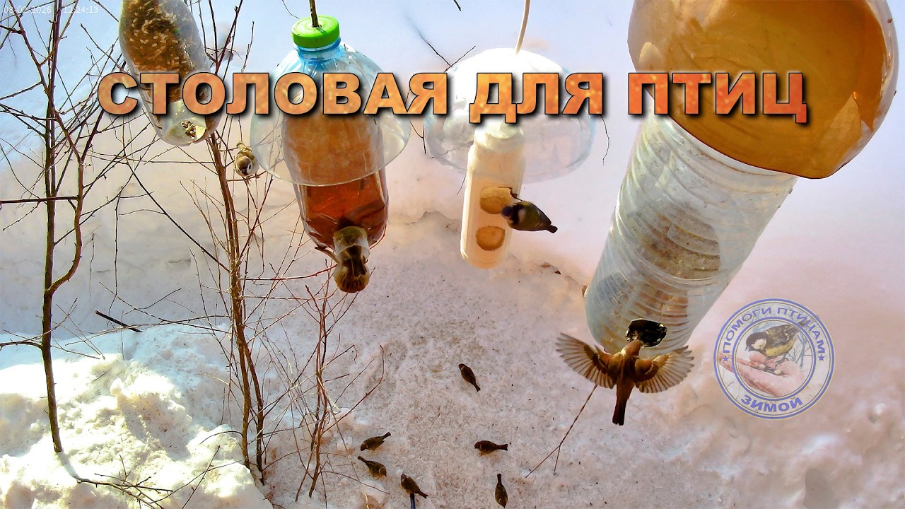 Кормушка для птиц 8 февраля 2026 года (05)