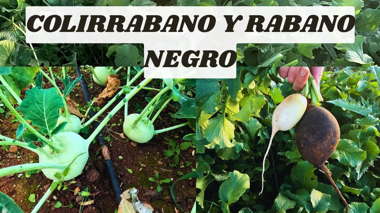 EN DICIEMBRE RÁBANOS NEGROS Y COLIRRÁBANO