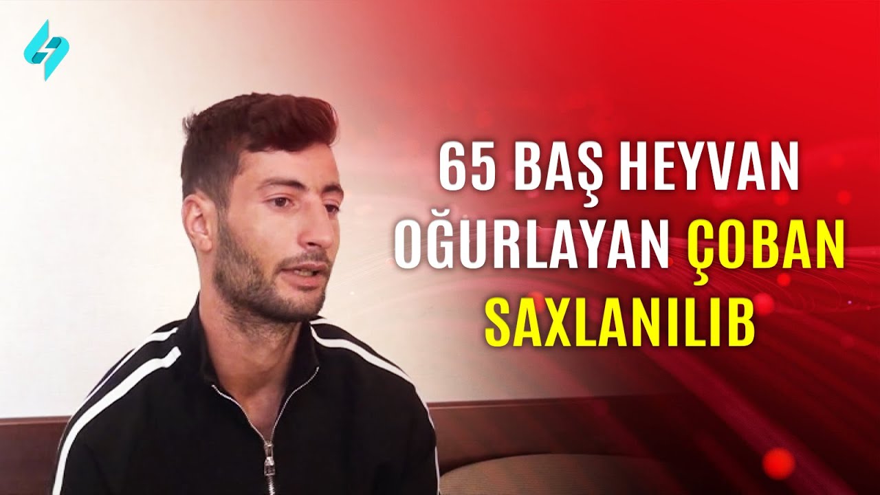 65 baş heyvan oğurlayan çoban saxlanıldı | Kanal S Xəbər