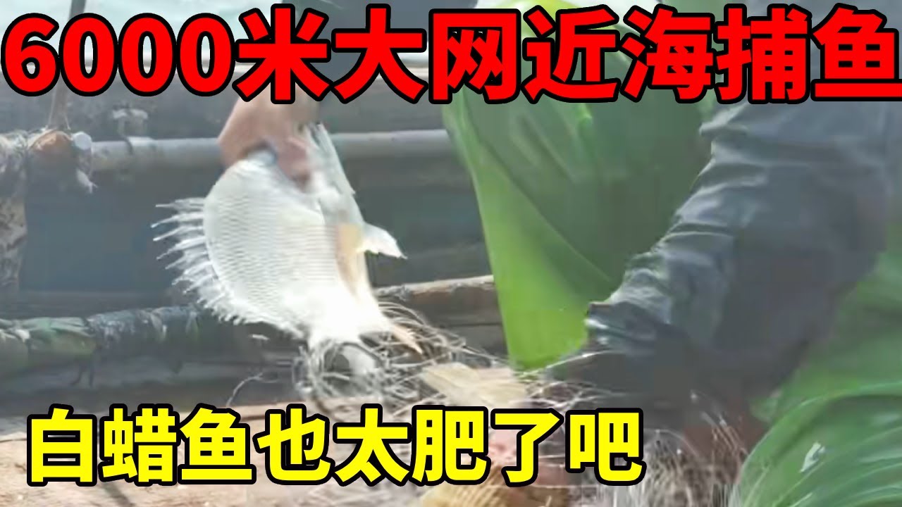 6000米渔网近海捕鱼，看收获怎么样