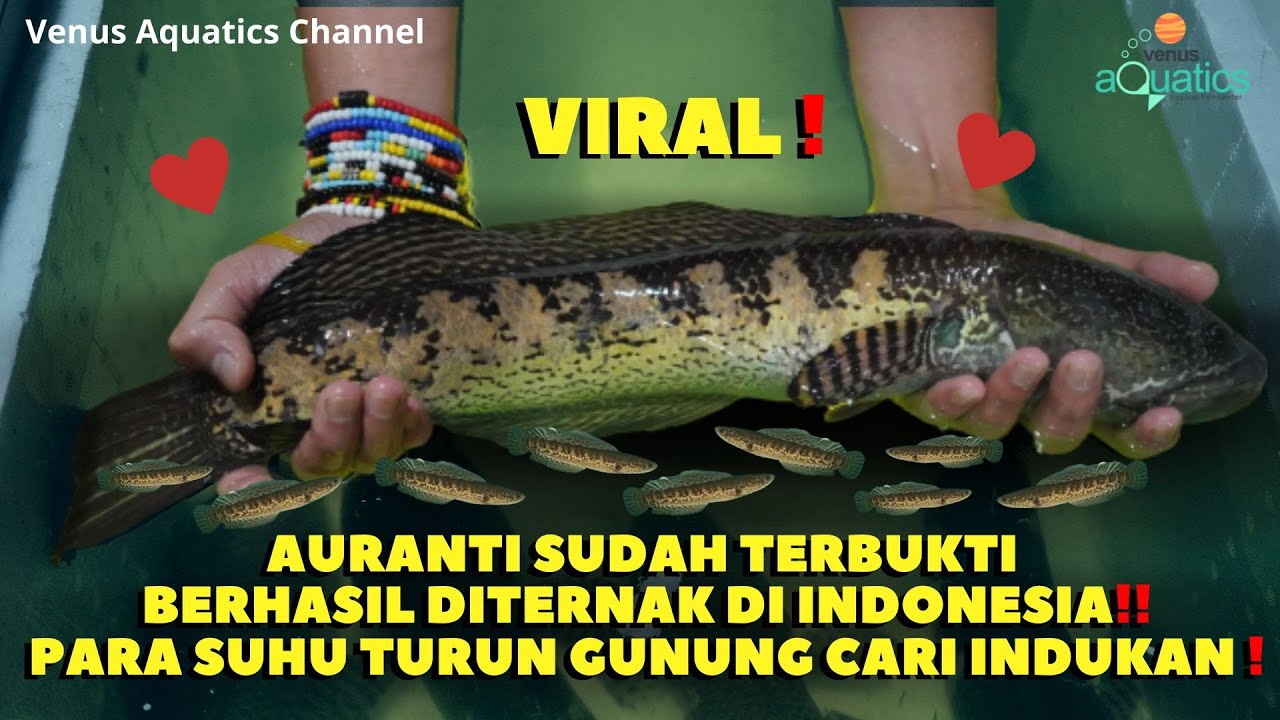 VIRAL! Auranti Sukses diternak di Indonesia ! Auranti Pair banyak dicari!  Nonton biar gak ketipu !