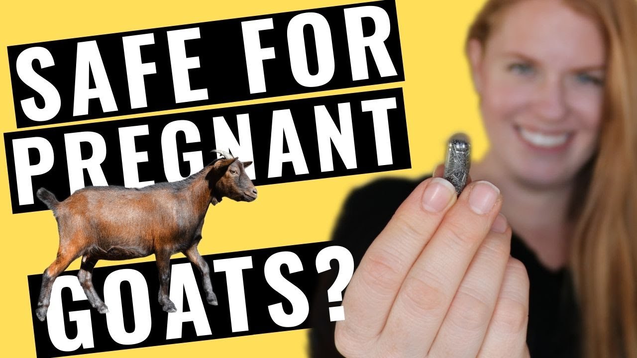 Are copper boluses safe for pregnant goats?