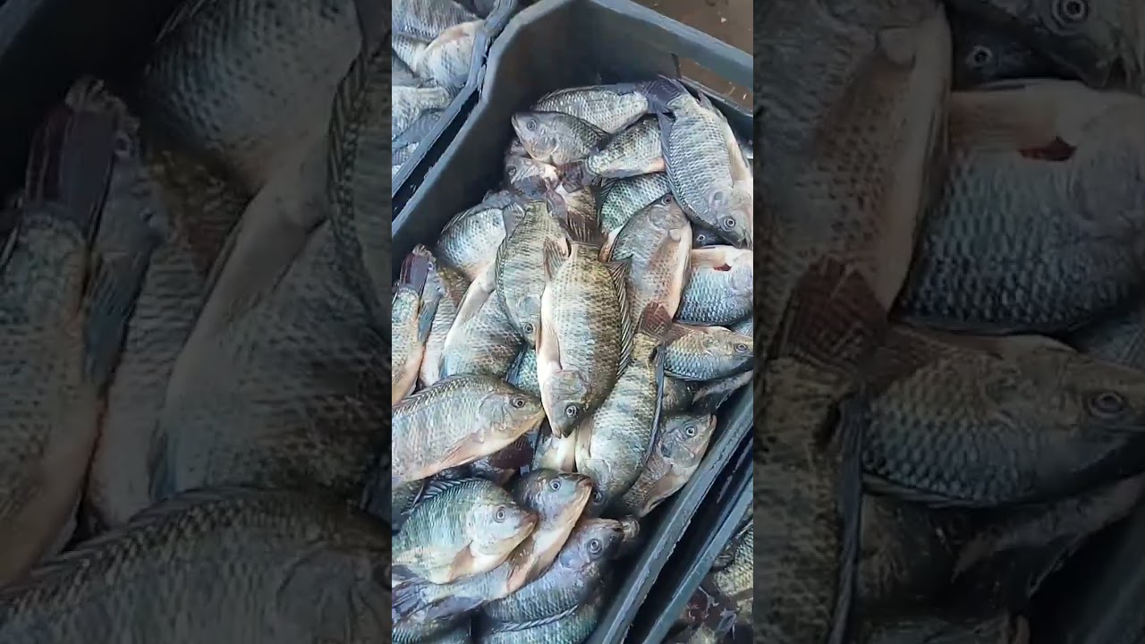 السبت 21/2/2026 السمك وصل طازه بيلعب من المزرعه رمضان كريم وكل عام وحضراتكم طيبين جميعا 