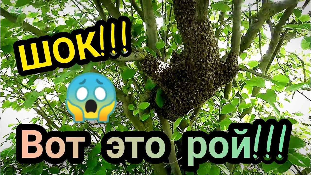 НАЧАЛСЯ ОБСТРЕЛ. Большой рой первак привился на дерево. Как объединить рой  с пчелиной семьёй?