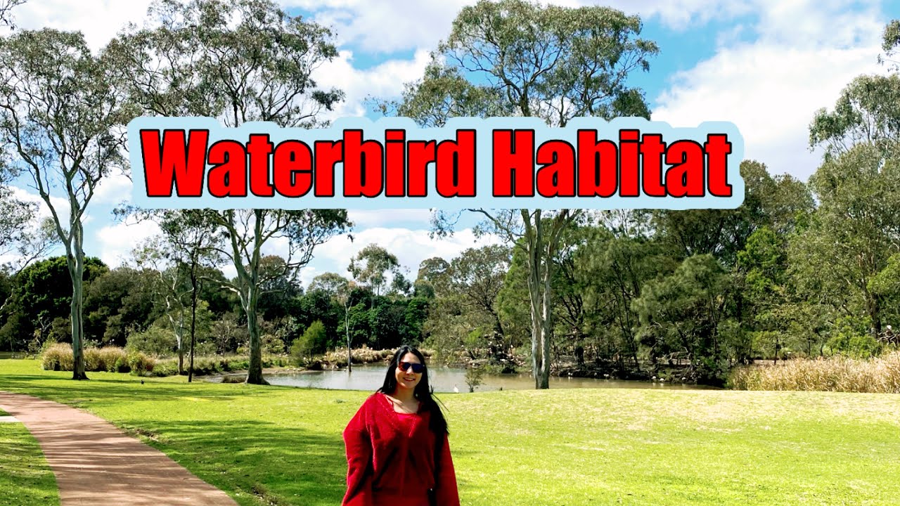 WATERBIRD HABITAT AUSTRALIA 🇦🇺 #australia #walkingtour #countryside #explore 