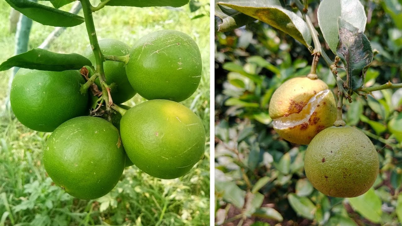 3 Methods to Control Citrus Fruit Cracking.